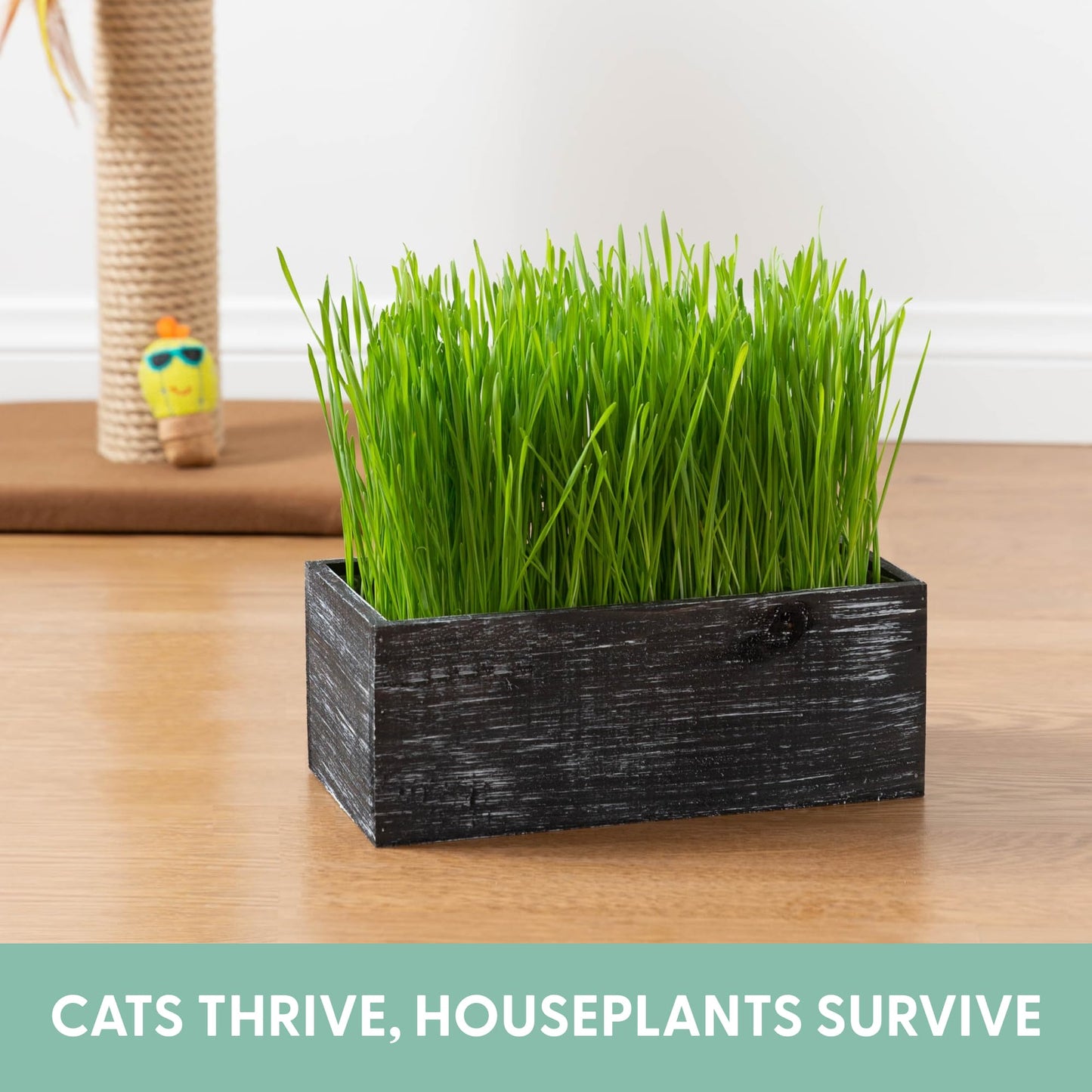 The Cat Ladies Cat Grass Kit with Black Rustic Wooden Planter, Organic Cat Grass Seeds and Soil. Easy to Grow Cat Grass for Indoor Cats. Prevent Hairballs and Aid Digestion