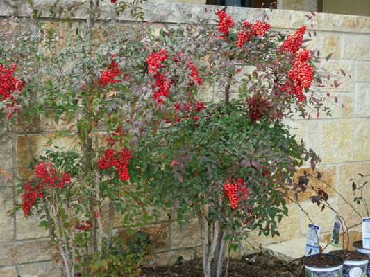 Dwarf Nandina Shrub - 6-10" Tall Live Plant - 3" Pot - Heavenly Bamboo Bushes - Nandina domestica