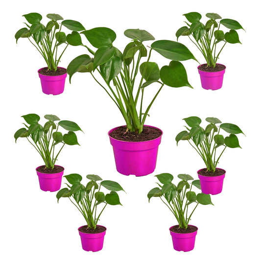 7 Pack Philodendron Monstera Split-Leaf in 4in Pot - Live Plants Tropical Houseplants | Variegated | USA Growers | The Snobby Leaf