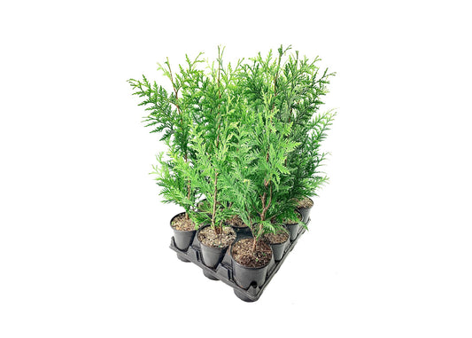 Thuja Plicata 'Green Giant' Arborvitae - 1 Quart Size Plant - Live Evergreen Privacy Tree