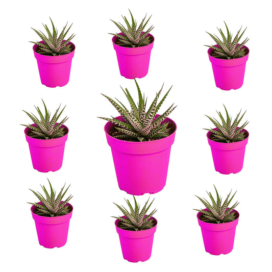 9 Pack Zebra Succulent in 4in Pot - Live Plants Tropical Houseplants | Variegated | USA Growers | The Snobby Leaf