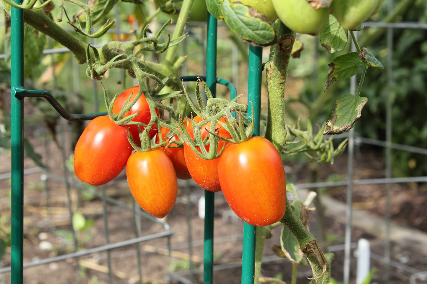Gardener’s Supply Company Lifetime Tomato Cages | Heavy Gauge Sturdy Garden Plant Supports for Vegetables and Other Climbing Plants | No Assembly Needed - Green (Set of 4)