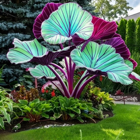 EDRHTJG Elephant Ear Giant Leaf-Alocasia for Front Porch Decor-Garden Landscaping-Instant Upgrade-Colorful Leaves (6)