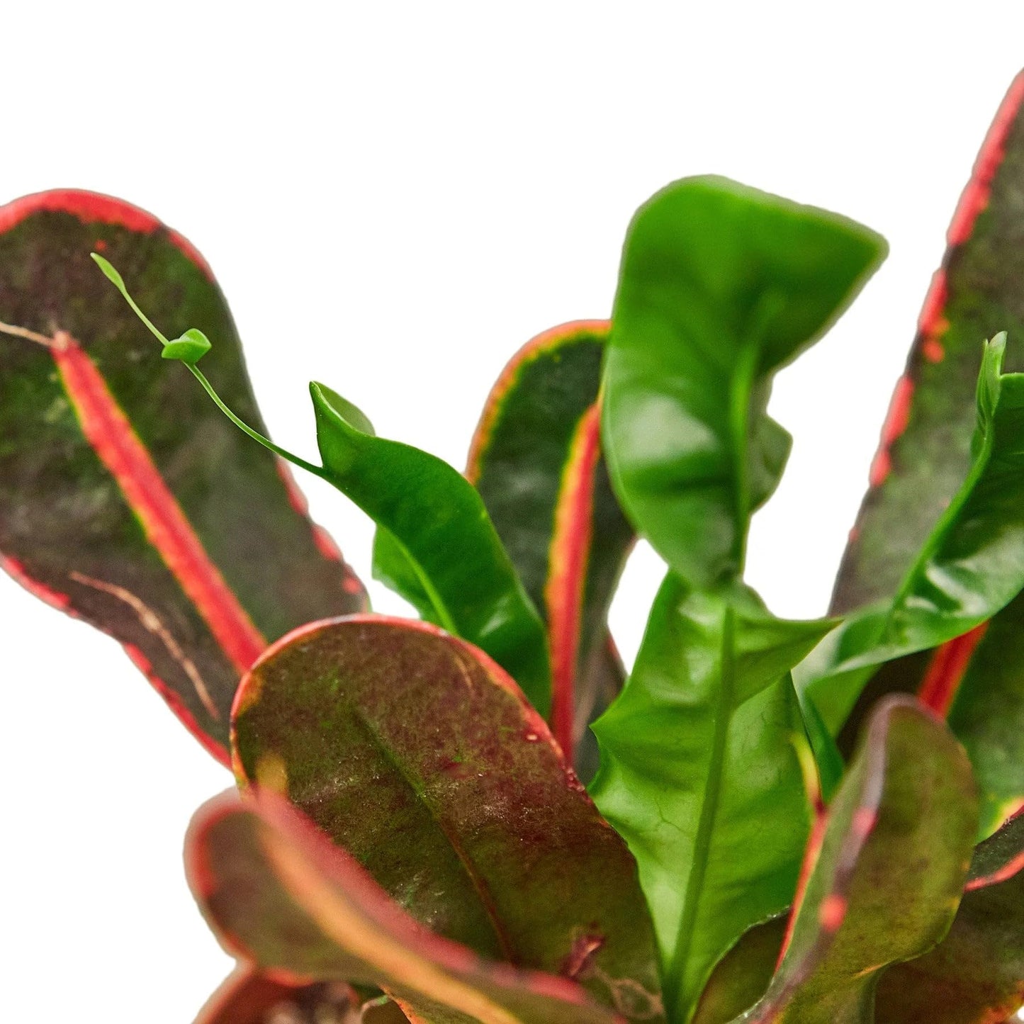 Croton 'Mammy' in 3in Pot - Live Plants Tropical Houseplants | Variegated | USA Growers | The Snobby Leaf