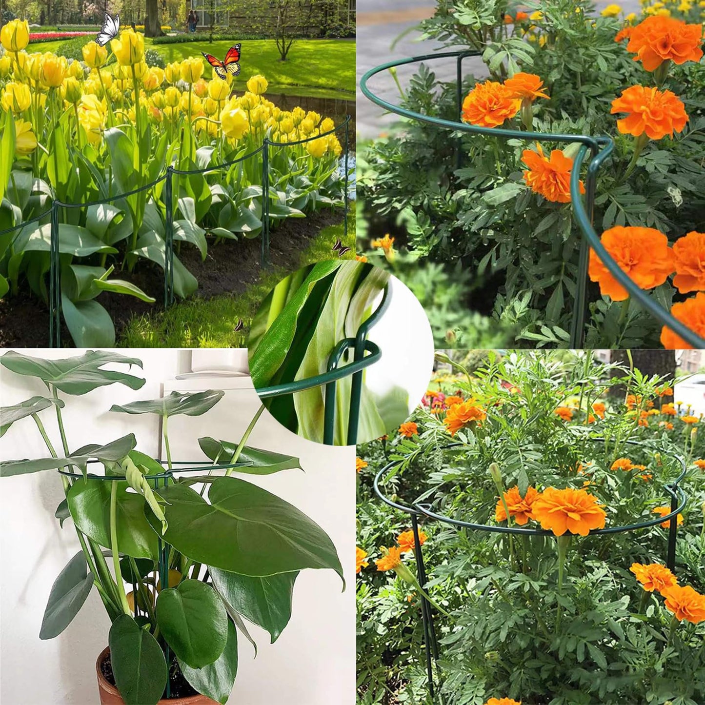 Behidiruch 10 Pack Plant Support Stakes, 4 mm Thick 24 Inch Half Round Metal Garden Stakes, Plant Support Cages Ring for Peony Tomato Hydrangea Rose Flower Indoor Outdoor (10" Wide x 24" High)