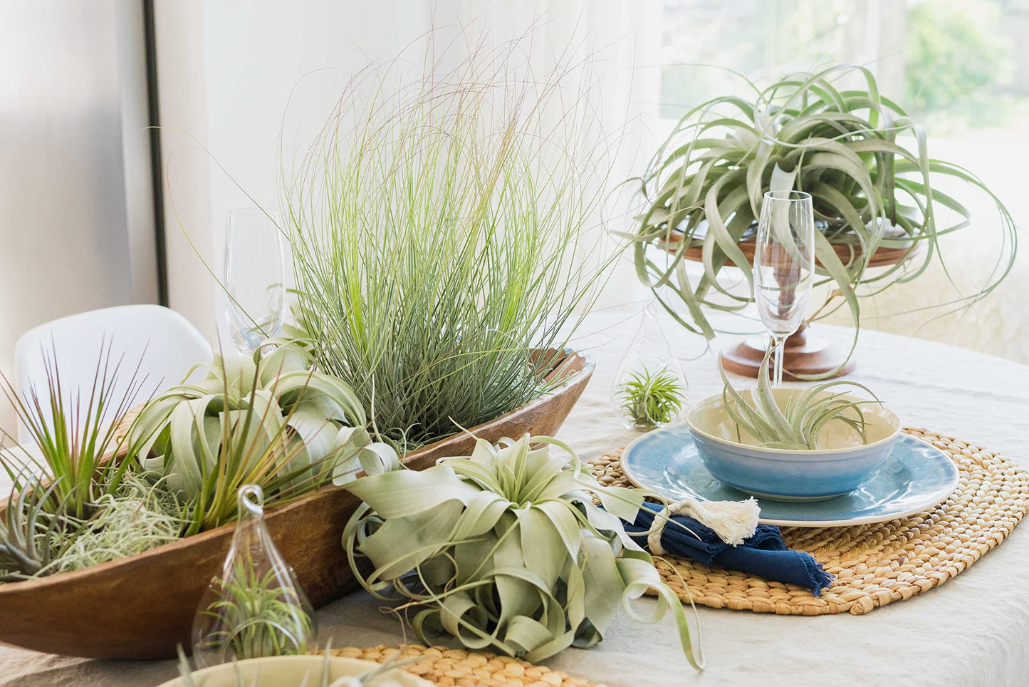 Air Plant Shop 3 Pack XL Tillandsia Caput Medusae Air Plant - Live Tillandsia - Easy Care Indoor and Outdoor House Plants (Pack of 3)