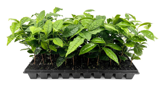 Camellia Sinensis Tea Plant | 10 Live Plants | Hedge Bush, Black, White & Green Tea Leaves, Indoor Outdoor Gardening, Aromatic Evergreen, Full Sun Shrub, Home Brewing