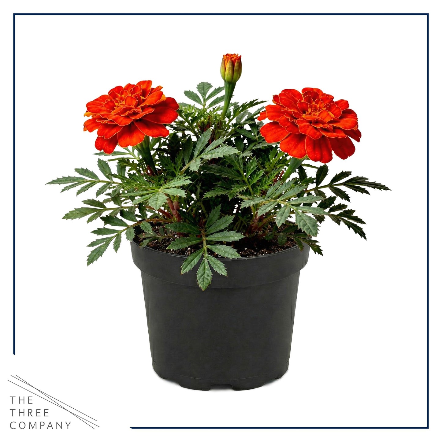 Live Flowering Marigold - Durango Red (4 Per Pack), Beautiful Spring Color, 8" Tall by 4" Wide in 1 Pt Pot