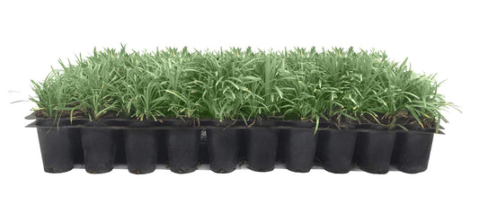 Dwarf Mondo Grass | 10 Live Plants | Ophiopogon Japonicus | Ground Cover Plant, Shade Tolerant Grass, Low Maintenance Landscaping, Evergreen Foliage, Dense Green Carpet, Drought Tolerant