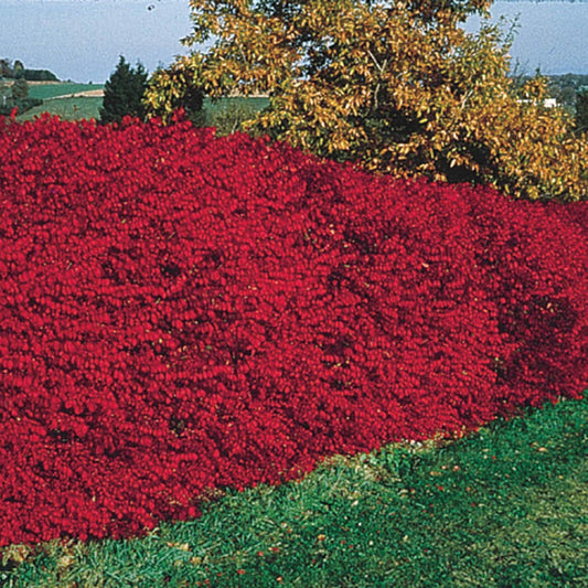 Burning Bush (Euonymus), Dormant Bare Root Shrub, Green Foliage Turns Red in Fall, 2 to 3 feet Tall (1-Pack), Due to State restrictions we Can't Ship to MA, MD, ME, MN, NH, NY, VT, WI