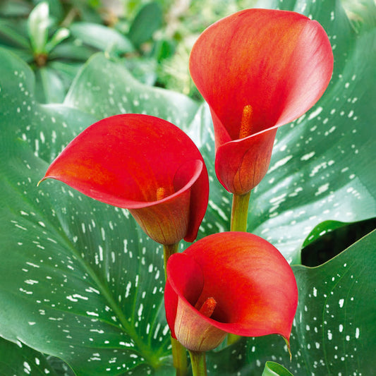 Garden State Bulb Red Alert Calla Lily Flower Bulbs, 12/14cm, Spring Planting (Bag of 5)