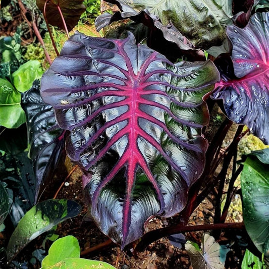 Elephant Ear Plants, Rare Colocasia Plant Live, Perennial Esculenta Taro Alocasia 4-8 Inch Tall, Indoor Outdoor Garden (Variegated Black)