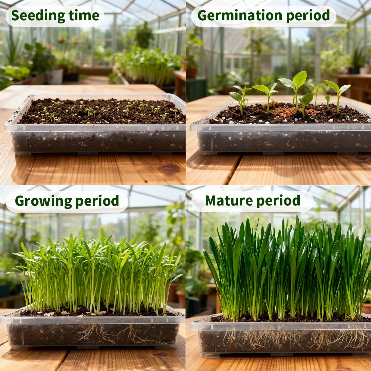RooTrimmer Clear Seed Starter Trays 5 Pack(17"x11"x2"), Reusable Plastic Carrying Seedling & Nursery Trays, Durable Flat Pots Trays, Transparent Square Tray for Planting and Collecting Drainage Water