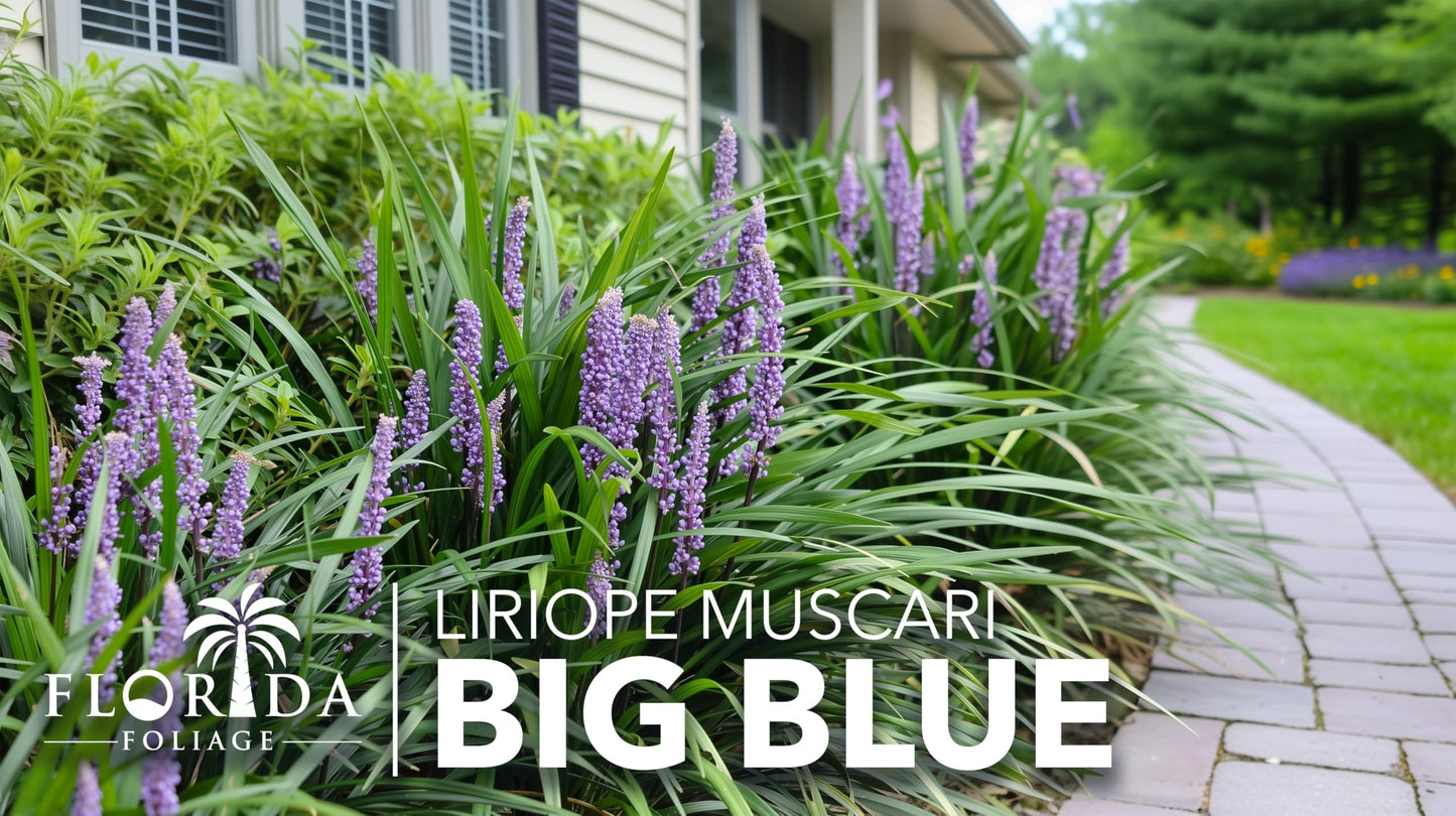 Liriope Big Blue | 3 Large Trade Gallon Size Plants | Liriope muscari | Lavender Blue Flowers | Evergreen Ground Cover for Shade | Landscape Borders for Walkways and Beds