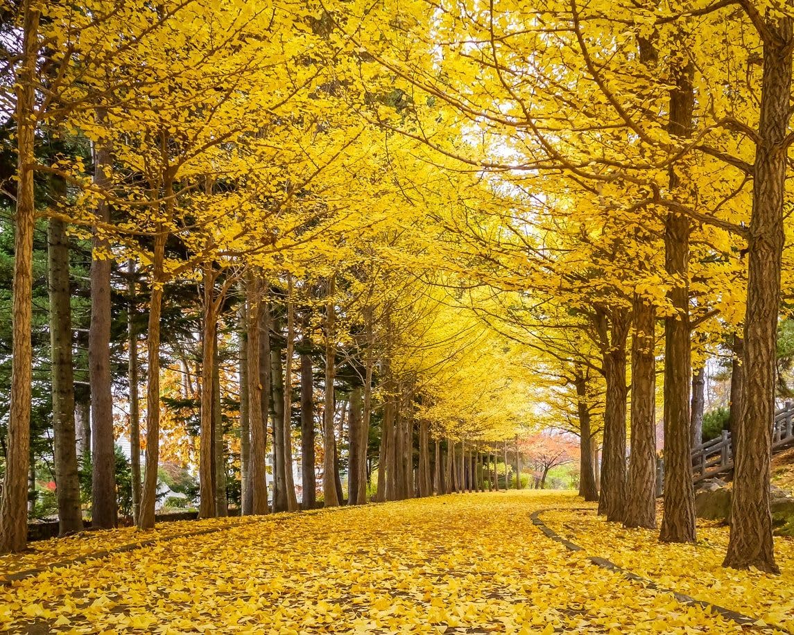 Live Ginkgo Tree in Quart Pot, Hardy Ornamental Tree with Golden Fall Foliage, Outdoor Growing, Dormant in Winter