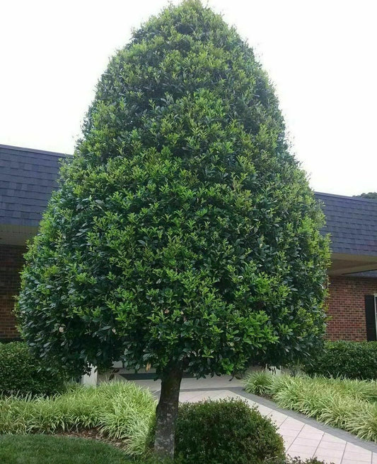 Live Plant - 2 Foster Holly Trees/Shrubs - Live Plants - 6-12" Tall Seedlings - Quart Pots