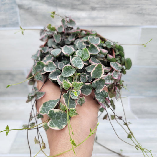 Rare Variegated String of Hearts - Ceropegia Woodii Variegata, Live Houseplants in 4" Pot by 3exoticgreen | Indoor Plants, Live Indoor Plants | Variegated Purple Hearts Plant
