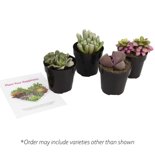 Altman Plants, Mimicry Succulents Plants Live Mini Succulents (4 Pack), Lithops Live Plants Outdoor or Live Indoor Plants, Living Stones Succulent Plants Live Houseplants, Succulent Plant House Plants