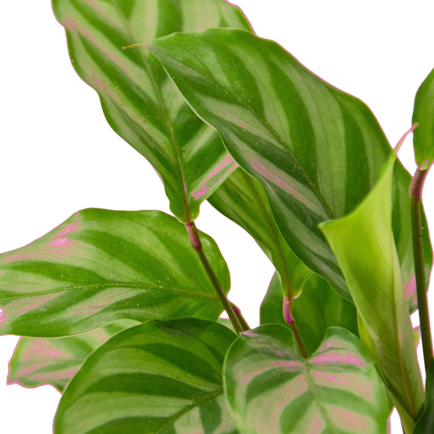 5 Pack Calathea Concinna 'Freddie' in 6in Pot - Live Tropical Houseplant - Easy to Grow | Air Purifying | Pet Friendly | Variegated | USA Growers | The Snobby Leaf