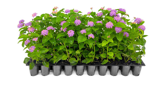Lantana Purple | 10 Live Plants | Lantana montevidensis | Purple Flowers | Outdoor Landscapes | Heat Tolerant Groundcover | Containers Slopes Borders Pathways Garden Beds