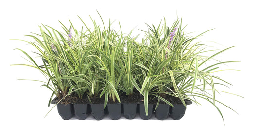 Variegated Liriope | 20 Live Plants | Liriope Muscari Variegata | Ornamental Ground Cover Plants | Evergreen Foliage