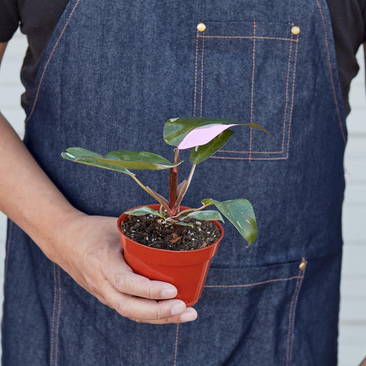 Philodendron 'Pink Princess' | Live Plant for Indoor & Outdoor | for Living Room, Office, Bathroom | (4" Pot, White Cylinder)