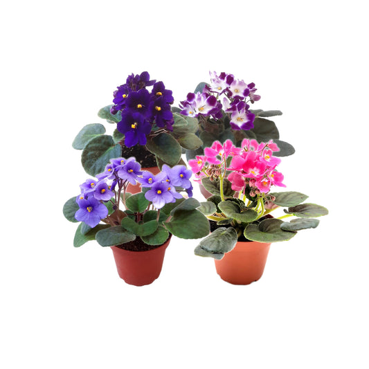 4-Pack of 4” Pots African Violets, Saintpaulia ionantha, from 12 Available Colors, Colors May Vary but All Different, African Violet Live Plant, African Violet Plants, Plant Gifts, Holiday Gifts