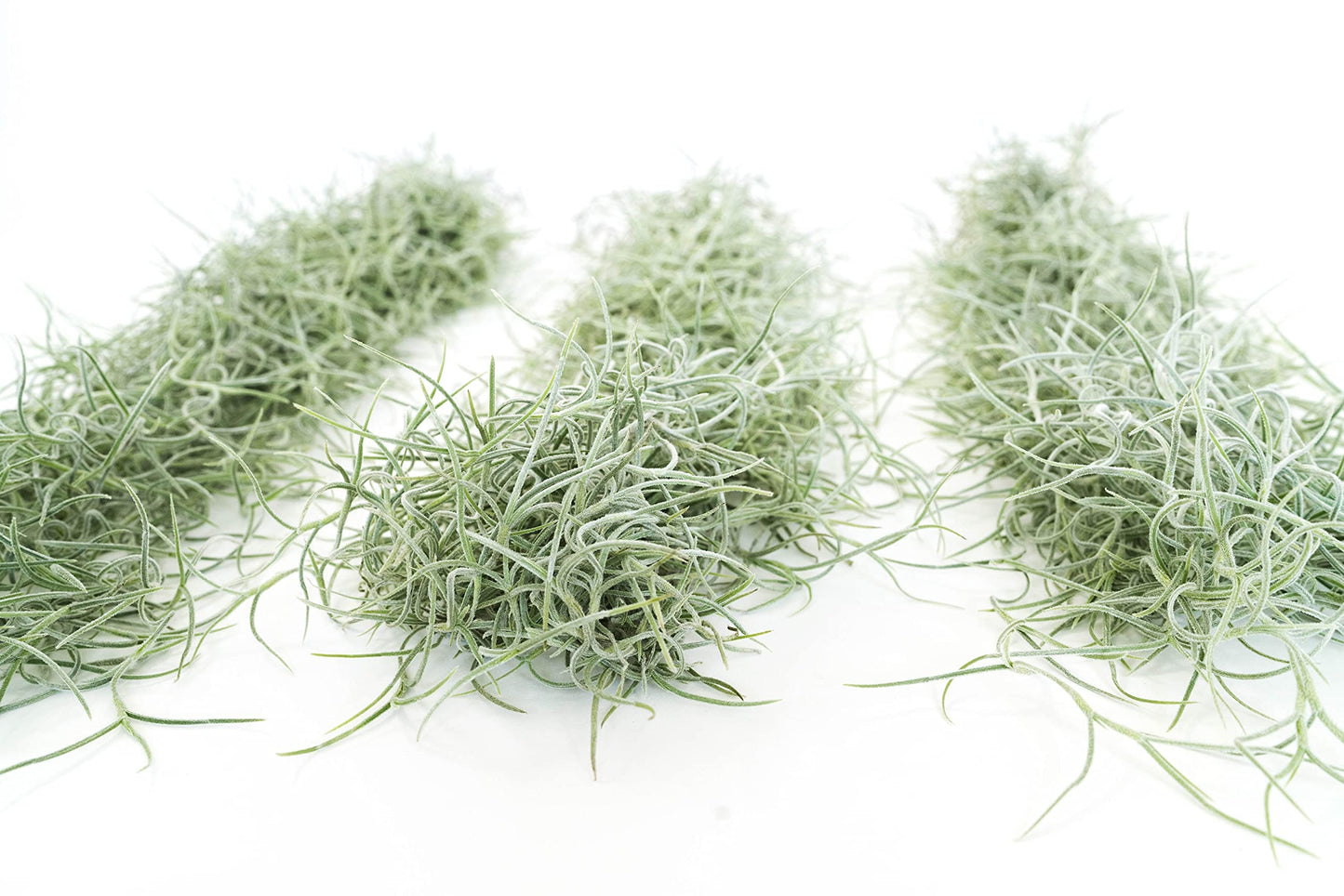 3 Pack Thick Colombian Spanish Moss Live Strands with Wire Hook - Tillandsia Usneiodes - Live Tillandsia Succulent House Plants - Home and Garden Decor - Easy Care Indoor and Outdoor Plants