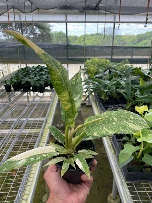 Rare Philodendron Variegated Ring of Fire | Live Plant for Indoor & Outdoor | for Living Room, Office, Bathroom | (4" Pot)