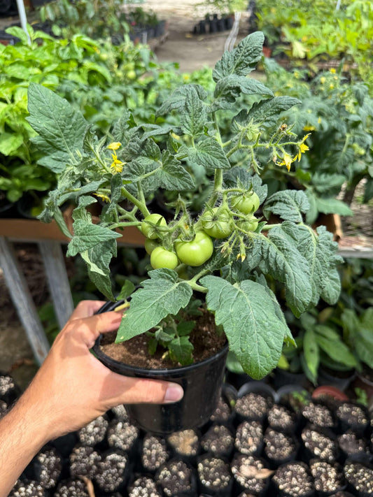 Live Plant - Tomatoes (Solanum lycopersicum) Live Plant 6″ – 12″