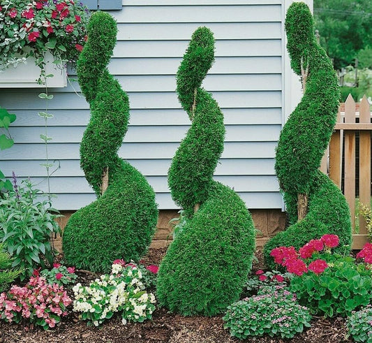 Live Plant - Emerald Green Arborvitae Shrub/Tree - 6-12" Tall - 3" Pot - Thuja occidentalis