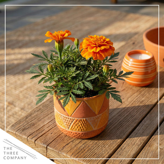 Live Flowering Marigold - Durango Orange (4 Per Pack), Beautiful Spring Color, 8" Tall by 4" Wide in 1 Pt Pot