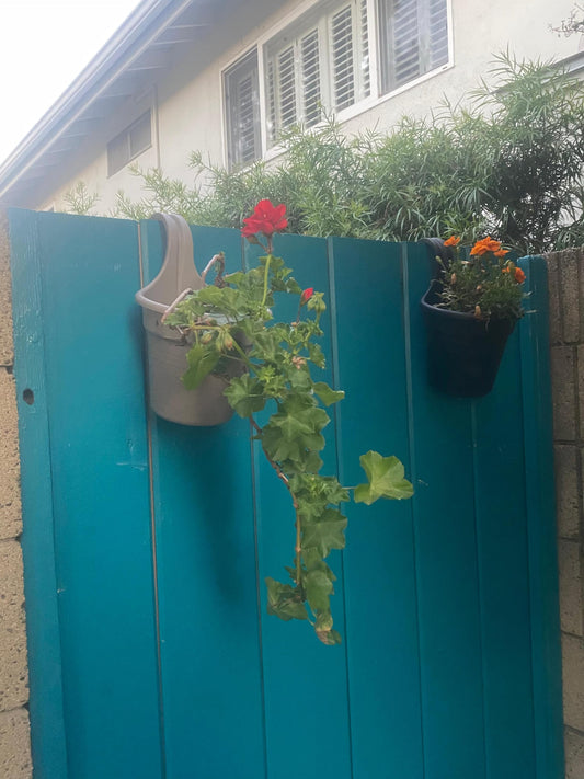 Live Ivy Geranium Plant Hanging Basket - Vibrant Red Blooms, Out/Indoor Décor, Gift-Ready, All-Year Flowering, Trailing Foliage, Pollinator-Friendly - Great for Fences & Balconies. California Delivery