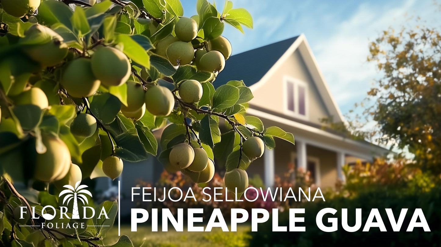 Pineapple Guava - 10 Live Plants - Feijoa Sellowiana - Edible Fruit and Flowering Foliage