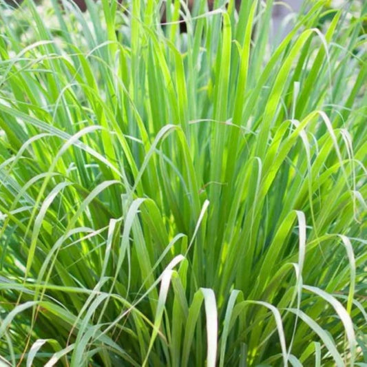 Lemongrass 4 Live Plants Each 8-12" Tall fully rooted