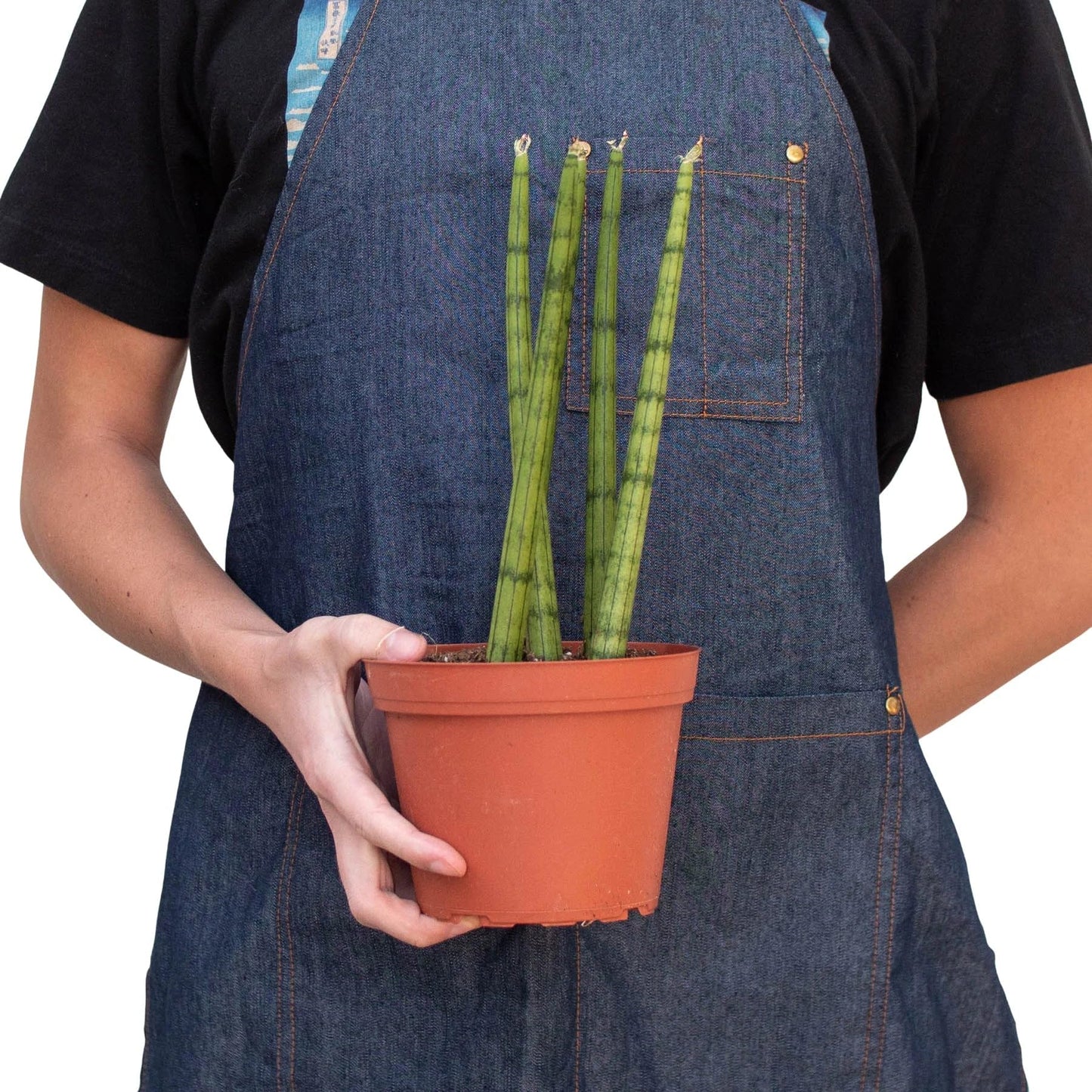 Snake Plant Cylindrica in 4in Pot - Live Plants Tropical Houseplants | Variegated | USA Growers | The Snobby Leaf