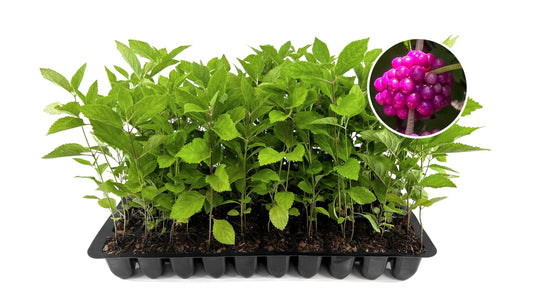 American Beautyberry | 20 Live Plants | Callicarpa Americana | Drought-Tolerant, Vibrant Purple Berries, Attracts Birds & Butterflies | Easy to Grow