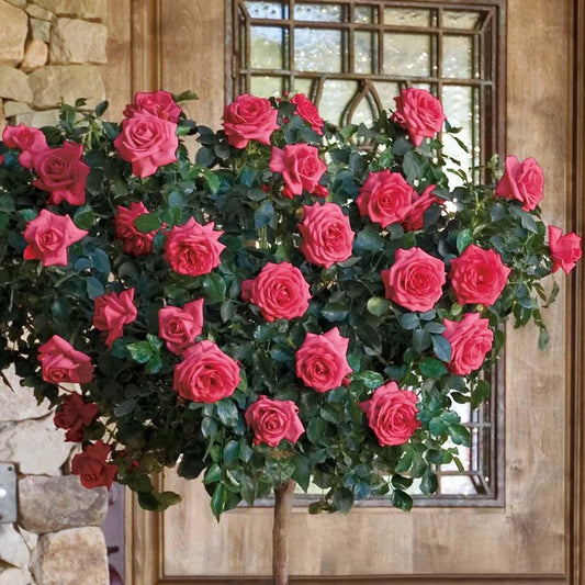 Park Seed Rose Astounding Glory HT 36 Inch TR Bareroot 36 Inch TR