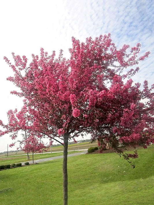 American Plant Exchange Profusion Crabapple Tree, 1-Gallon Pot, Deep Red Blooms, Small Red Fruit, Self-Pollinating, Live Indoor/Outdoor Landscape/Houseplant