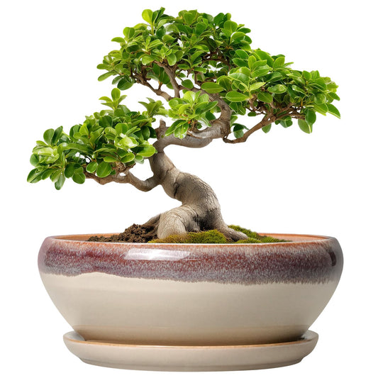SQOWL Bonsai Tree Pots - 10 Inch Ceramic Succulent Pots, Round Shallow Planter with Drainage Hole and Tray, Bowl Planter for Indoor Outdoor Plants Flowers, Room Decor, Garden Gifts, Beige