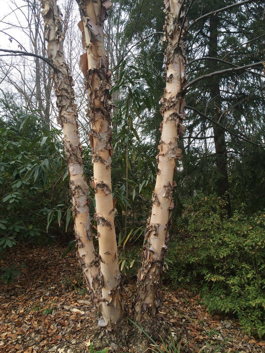 Live Plant - 2 River Birch Multi-Stem Trees - Live Potted Plants - 12-18" Tall - Quart Pots