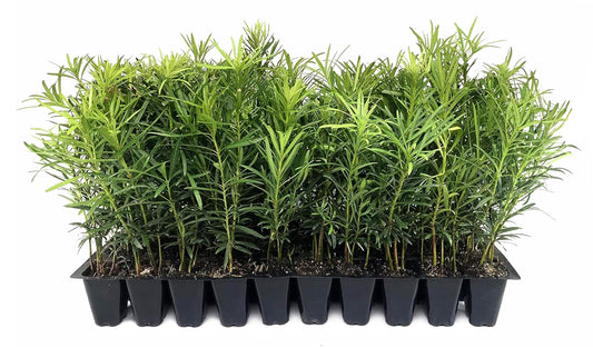 Podocarpus Macrophyllus Japanese Yew | 40 Live Plants | Podocarpus macrophyllus | Privacy Hedge Shrub | Evergreen Landscaping Plants for Gardens & Borders