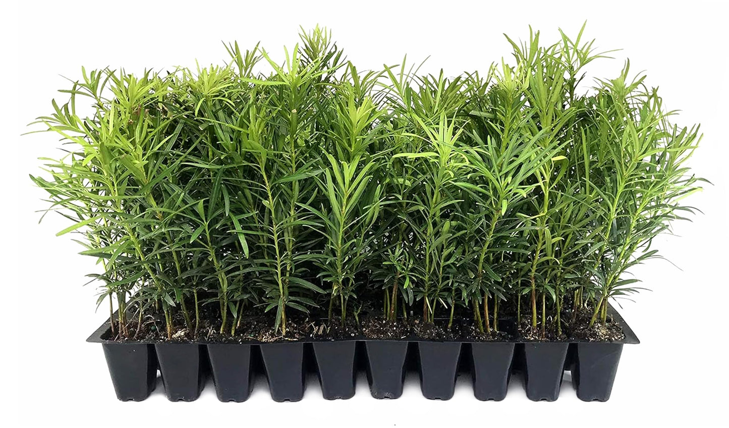 Podocarpus Macrophyllus Japanese Yew | 20 Live Plants | Podocarpus macrophyllus | Privacy Hedge Shrub | Evergreen Landscaping Plants for Gardens & Borders