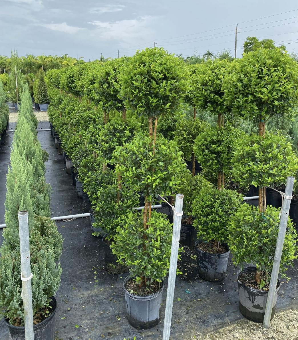 Topiary Eugenia 3-Ball Tree 3gal Pot 4-5ft High