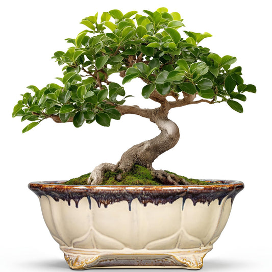 Teagas Ceramic Bonsai Tree Pots - 11 Inch Succulent Pots with Drainage Hole, Decorative Bonsai Pot for Indoor Outdoor Plants, Succulent Planters, Front Porch Decor, Gardening Gifts, Oval Beige-Brown