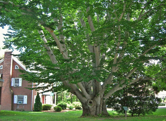Live Plant - 2 American Beech Trees - 6-12" Tall Live Plants - Quart Pots - Fagus grandifolia