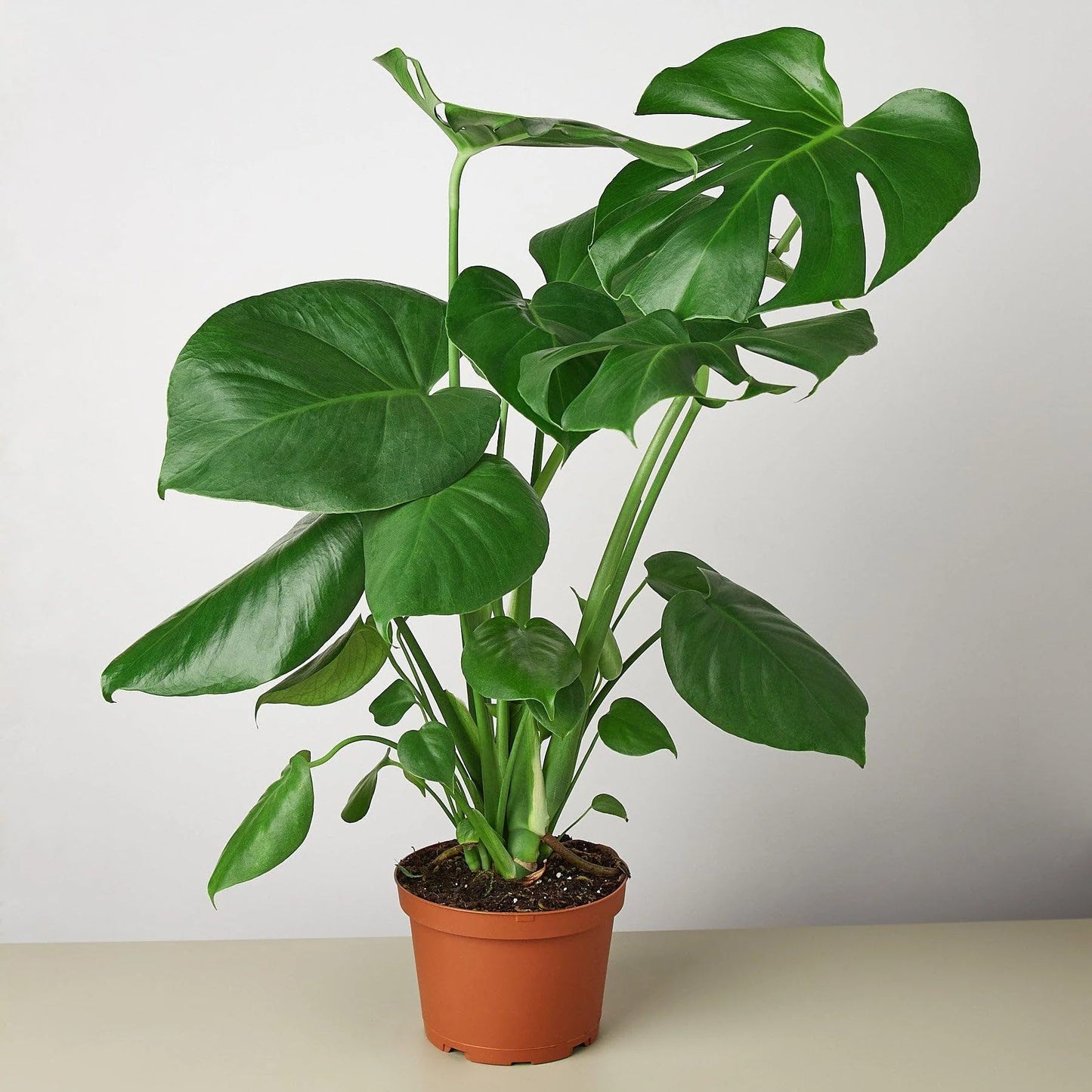 7 Pack Philodendron Monstera Split-Leaf in 4in Pot - Live Plants Tropical Houseplants | Variegated | USA Growers | The Snobby Leaf