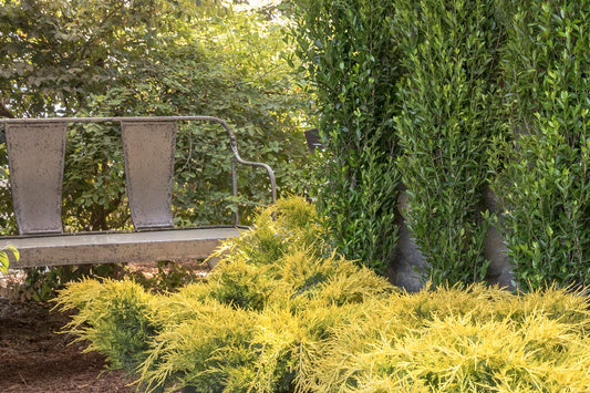 Gold Lace Juniper - 3 Live Plants - Juniperus Chinensis - Evergreen Groundcover