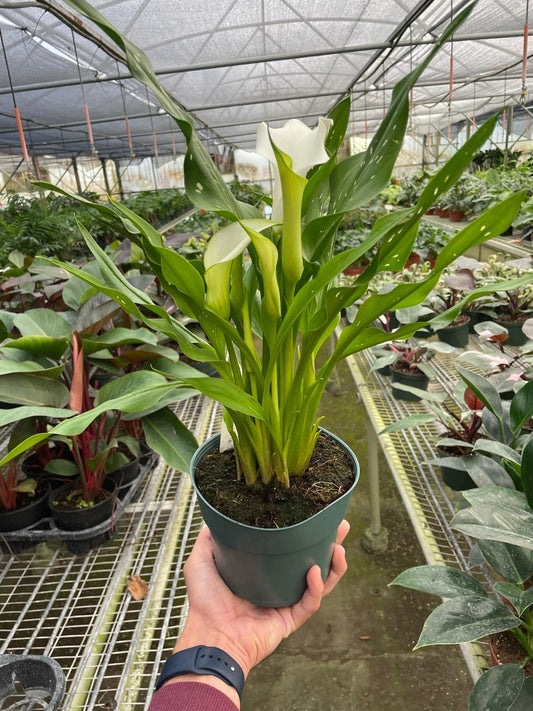 Calla Lily White | Live Plant for Indoor & Outdoor | for Living Room, Office, Bathroom | (4" Pot)