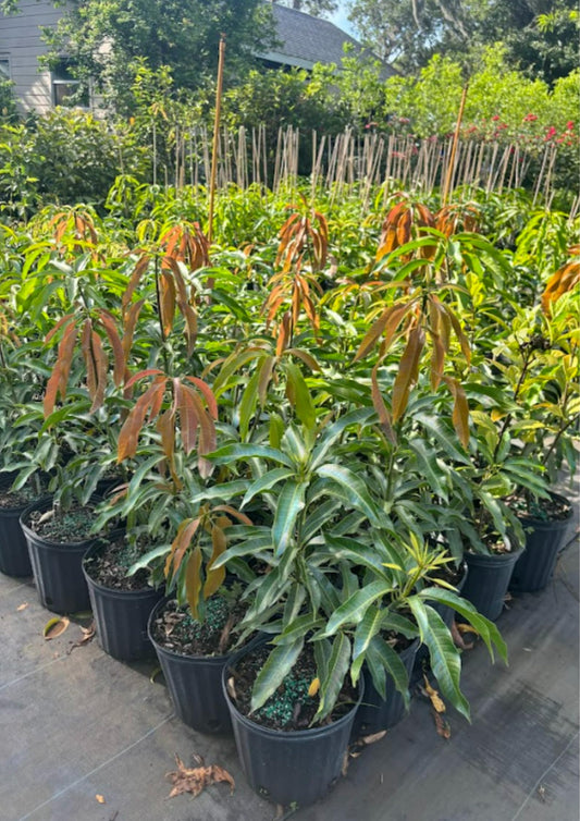 No CA, Valencia Pride Mango Plant Tree Live, Mango Trees Plant Grafted, 2 to 3 Ft in Height in 3 Gallon Pot, Grafted Mango Trees Live Plants for Planting